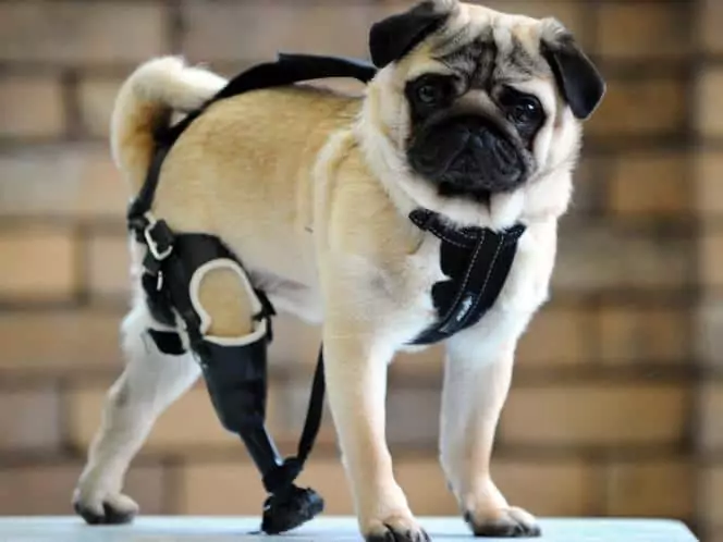 Pug with a prosthetic leg 
