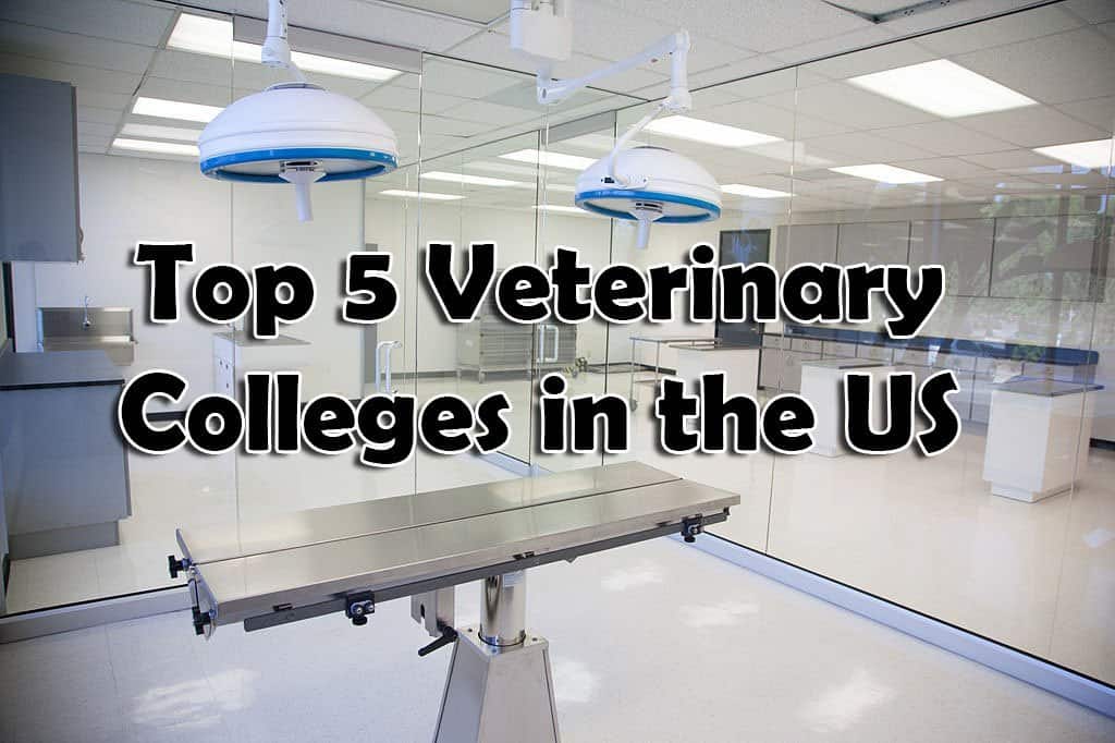 Vet lab top vet schools in the us