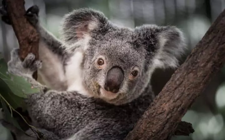 koala on a tree australia i love veterinary