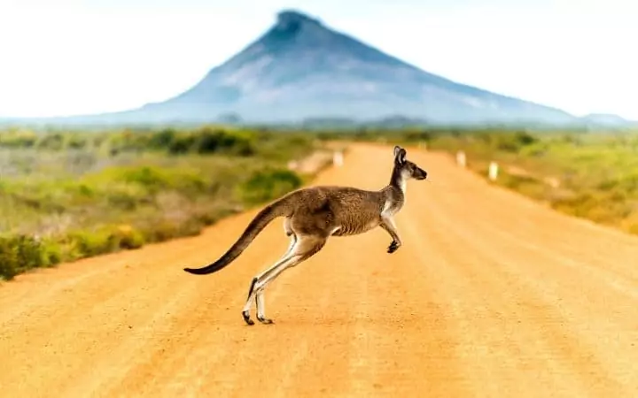 australia animal I Love Veterinary