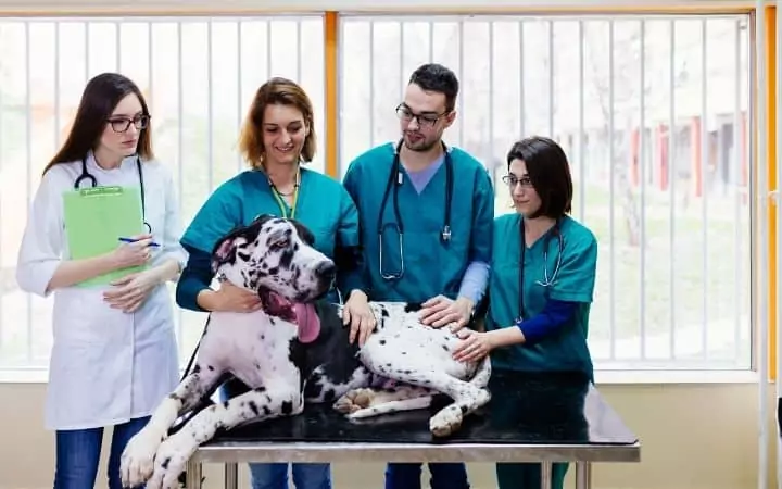 Veterinary Students holding a dog on the table