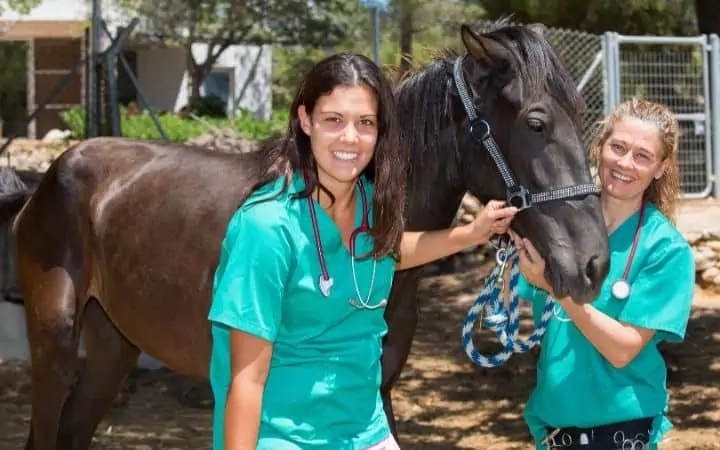 veterinary students with a horse in australia