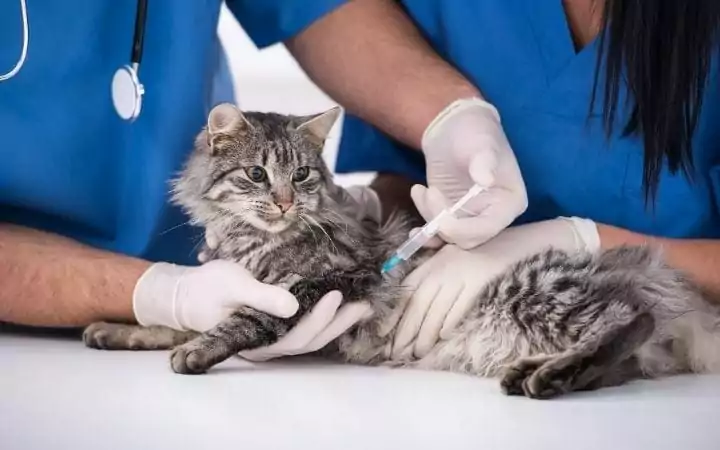 a vet giving a grey and white cat an injection, while the vet tech is holding it