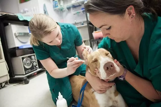 vet tech holding a dog, while the vet examines an ear