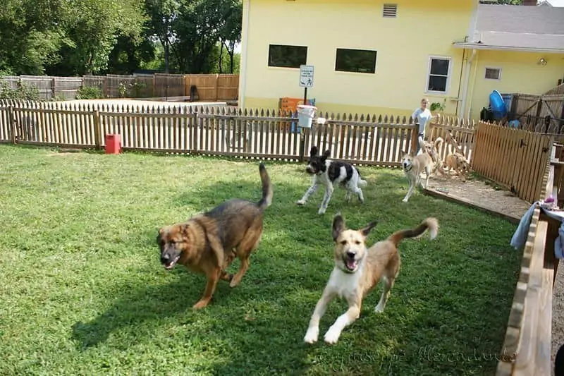Dogs at a boarding facility running in grass