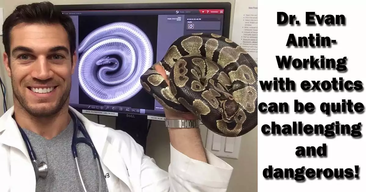 dr evan antin snake xray vet