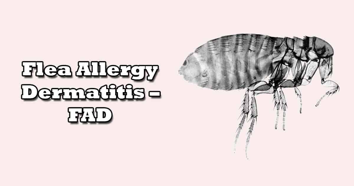 Flea Allergy Dermatitis