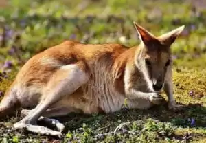 Australia Veterinary