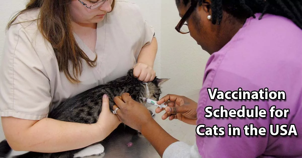 cat vaccine schedule
