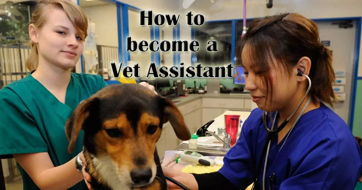 How to become a veterinary assistant I Love Veterinary
