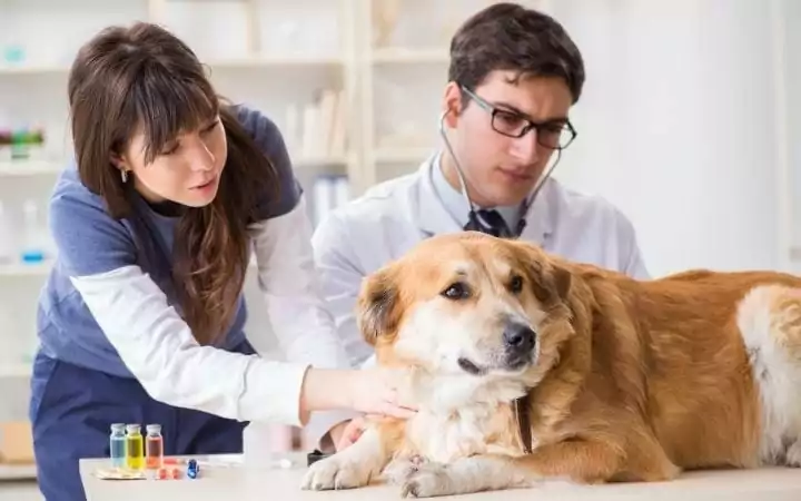 how to become a veterinary assistant
