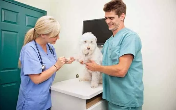 veterinary assistant holding a dog I Love Veterinary