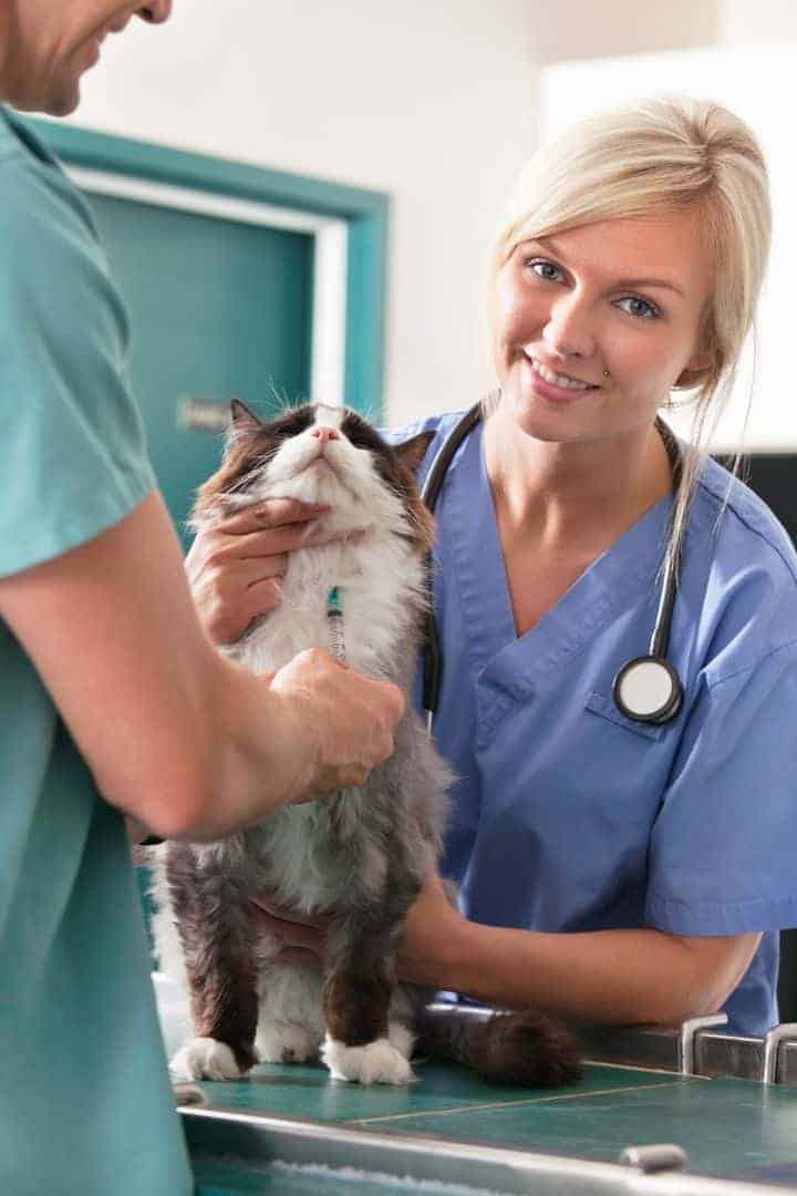 veterinary assistant holding a cat I Love Veterinary