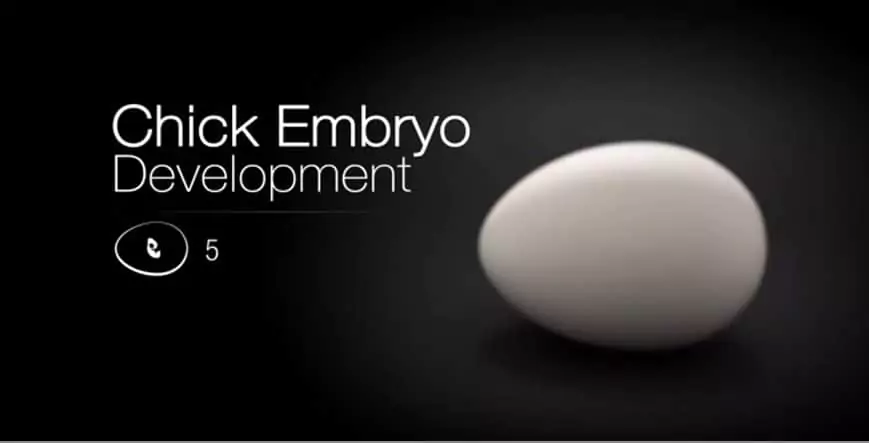 Chick embryo development video