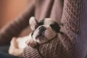 Boston Terrier puppy sleeping