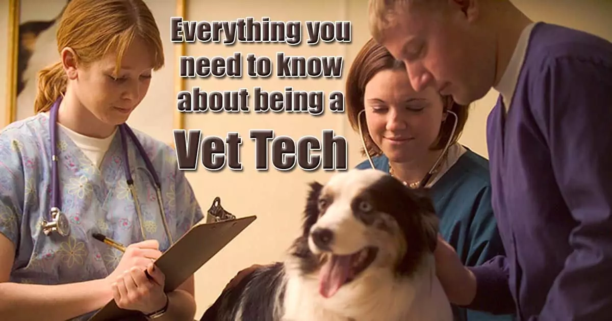 Everything you need to know about being a vet tech veterinary technician
