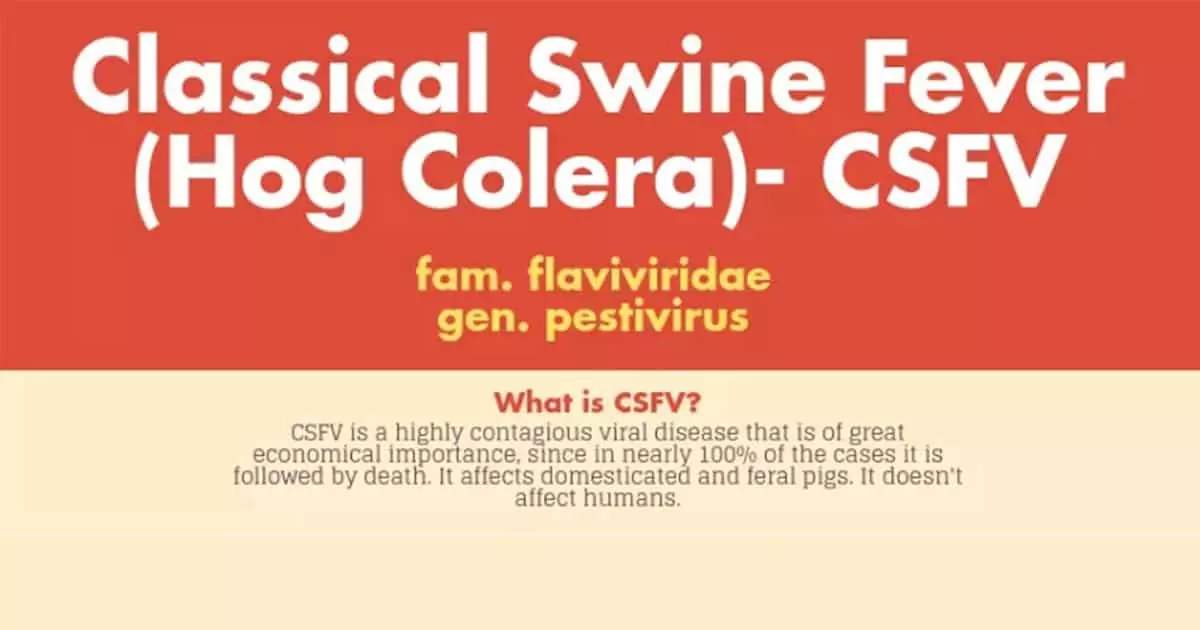 Classical Swine Fever (Hog Colera)- CSFV