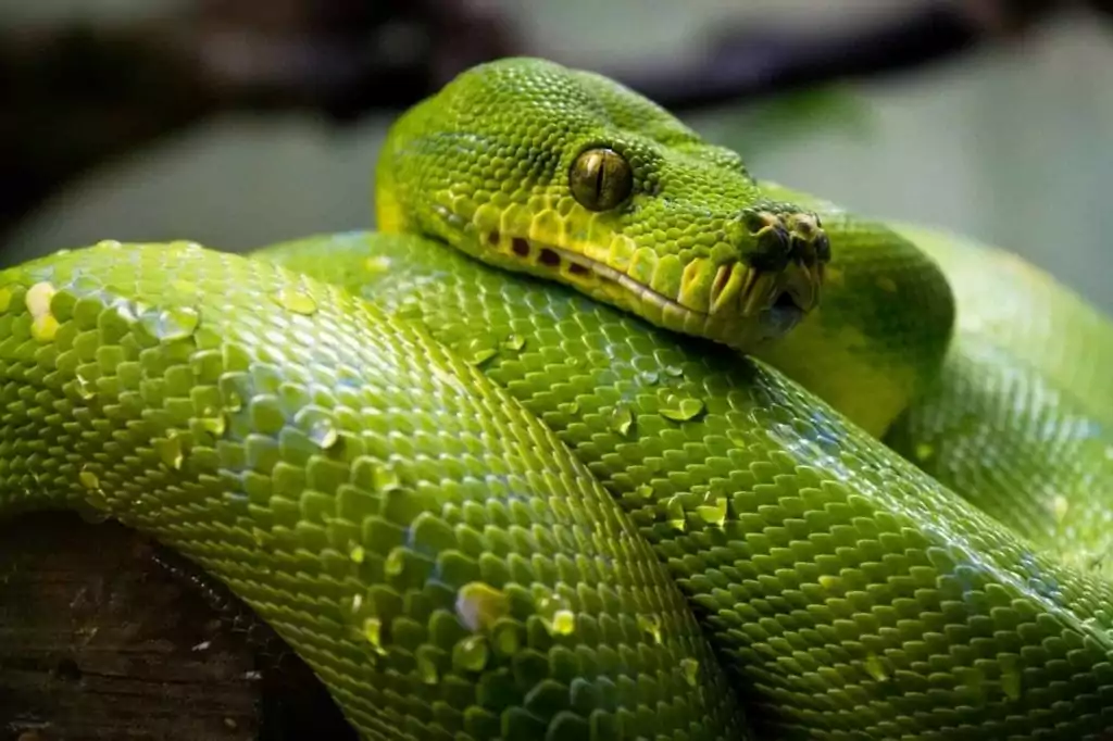 close up shot of a green mamba snake curled up