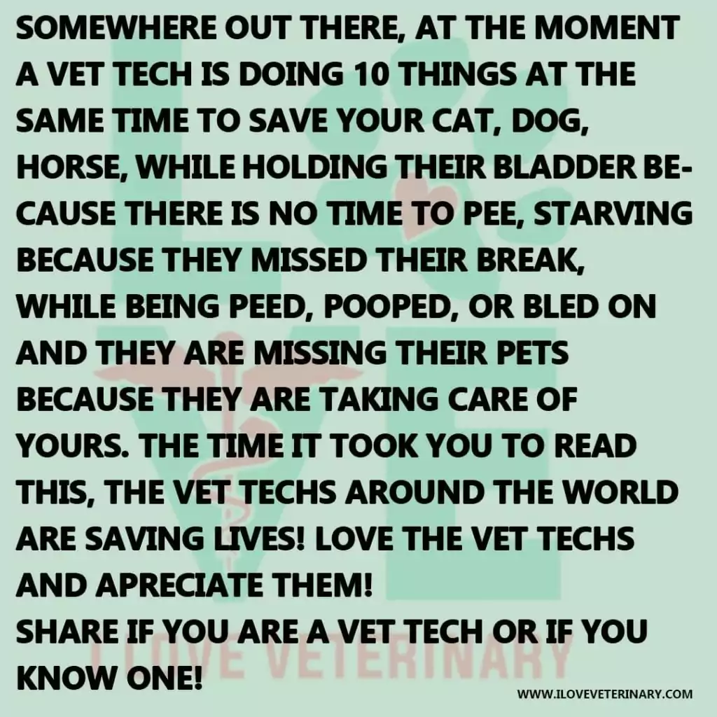 vet tech appreciation week i love veterinary