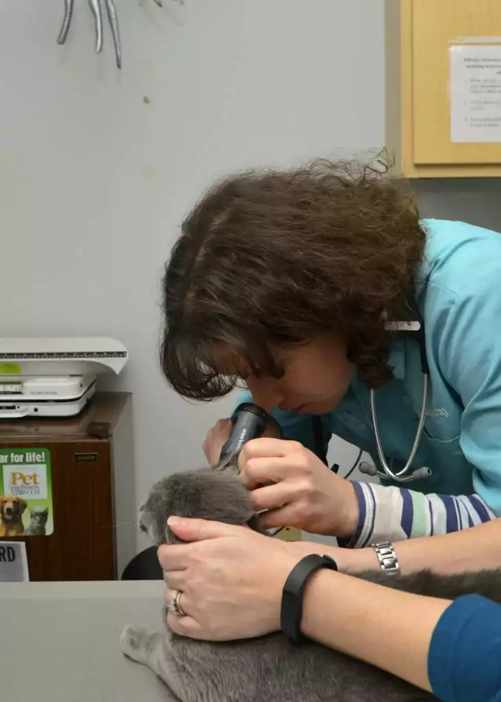 vet examining a cat's ear for ear mites