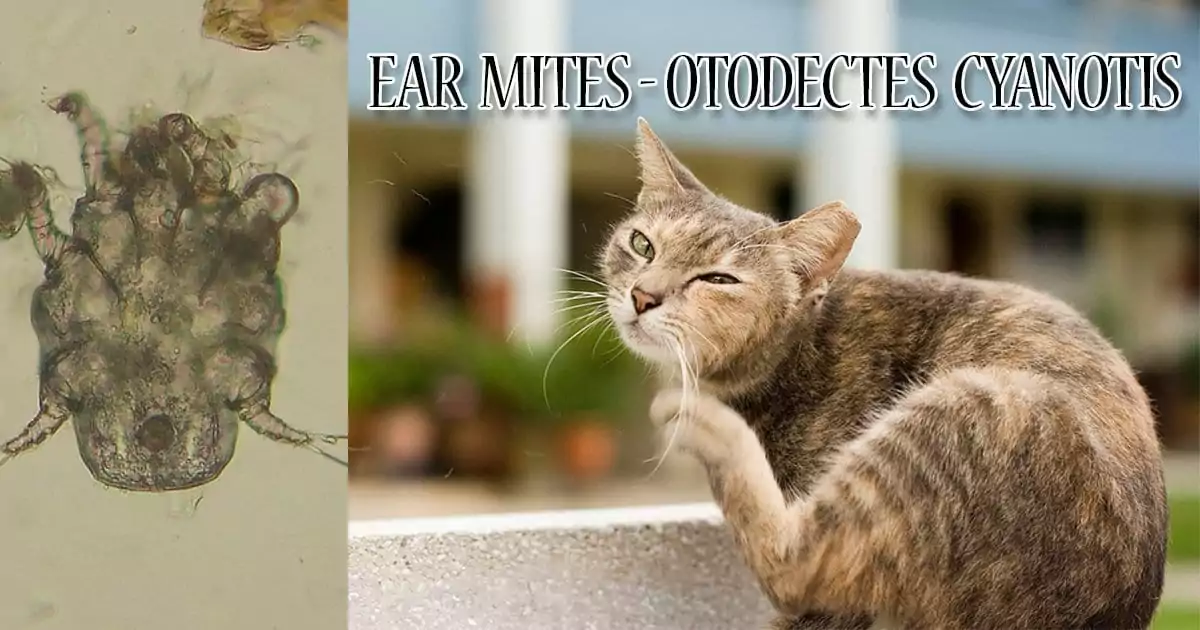 Ear mites - Otodectes cyanotis