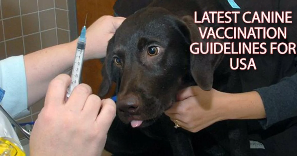 dog vaccine