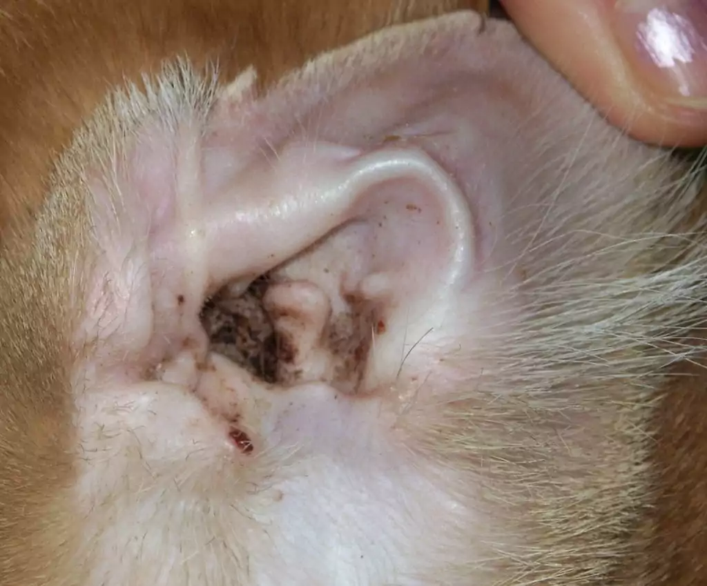 Ear mites in a dog's ear