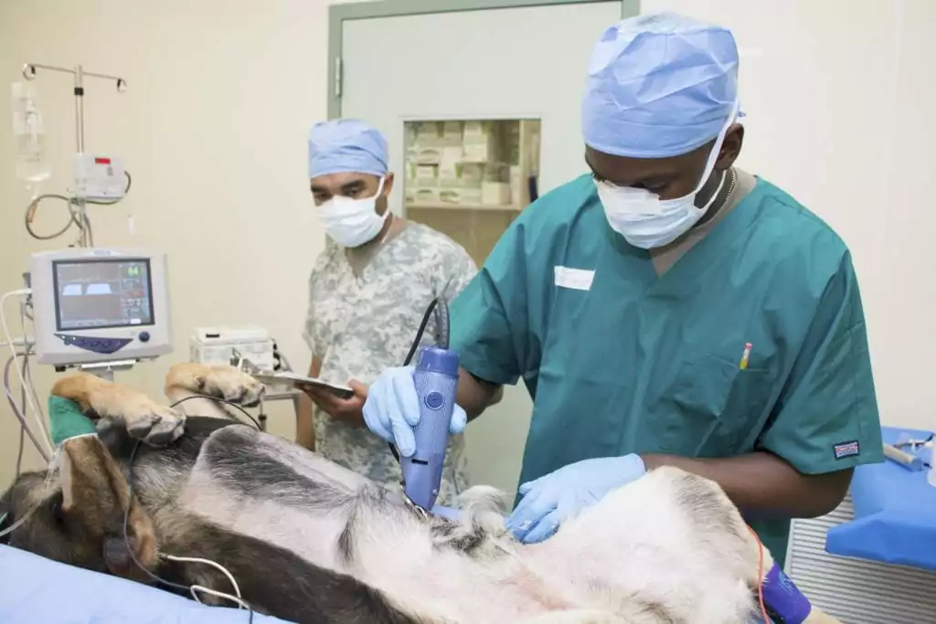 clipping dog's hair preparing for surgery