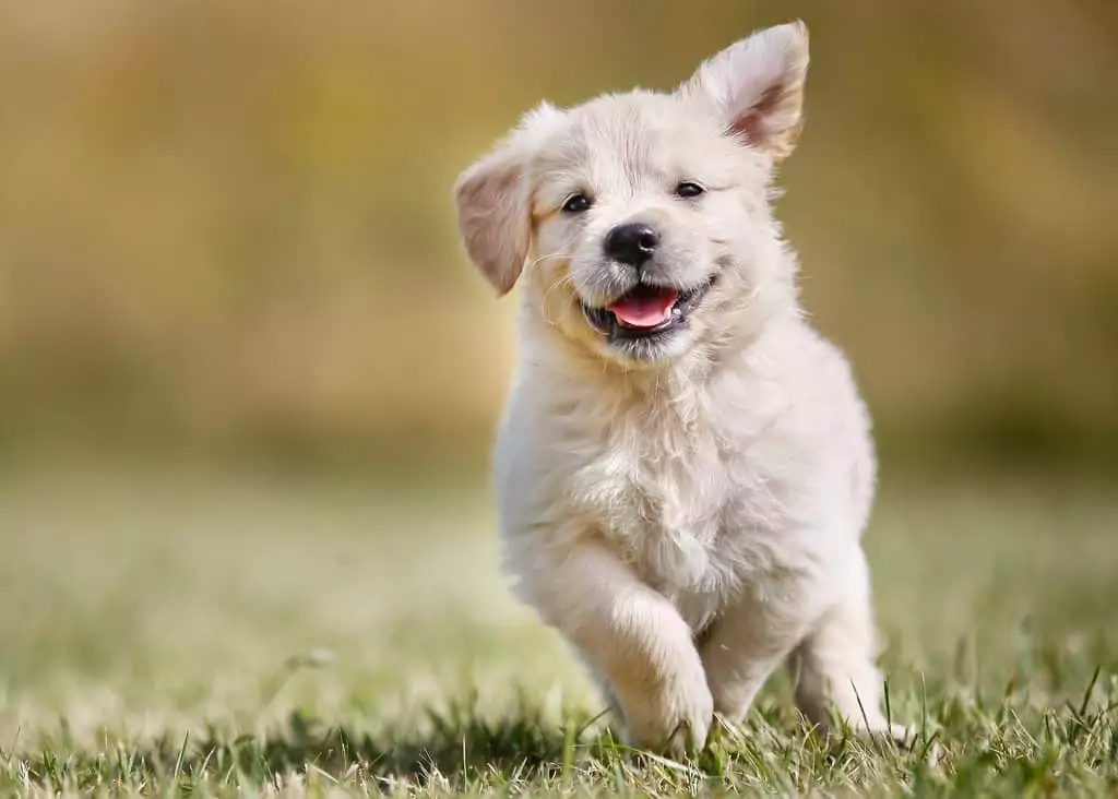 fluffy puppy running