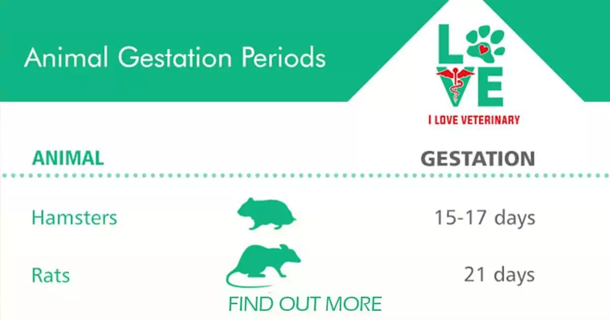 Animal gestation periods I Love Veterinary - Blog for Veterinarians, Vet Techs, Students