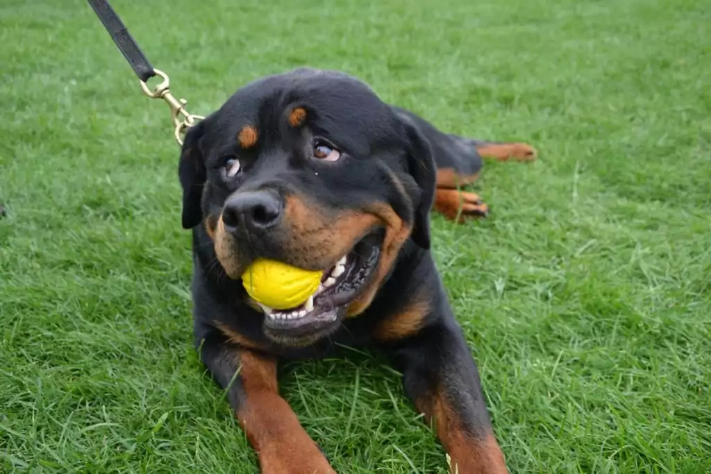 rottweiler dog with ball 
