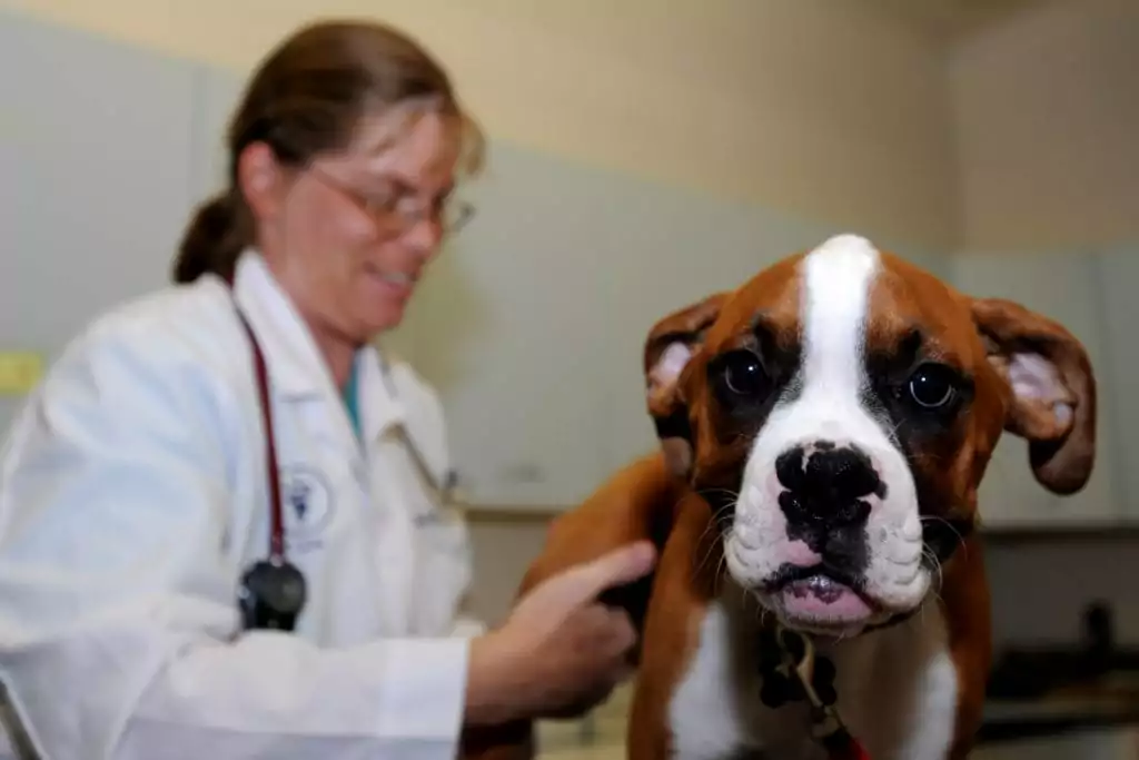 Veterinarian examining a boxer puppy