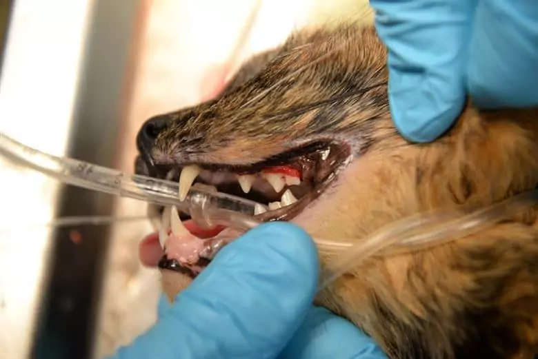 cat receiving a dental cleaning session at the vet