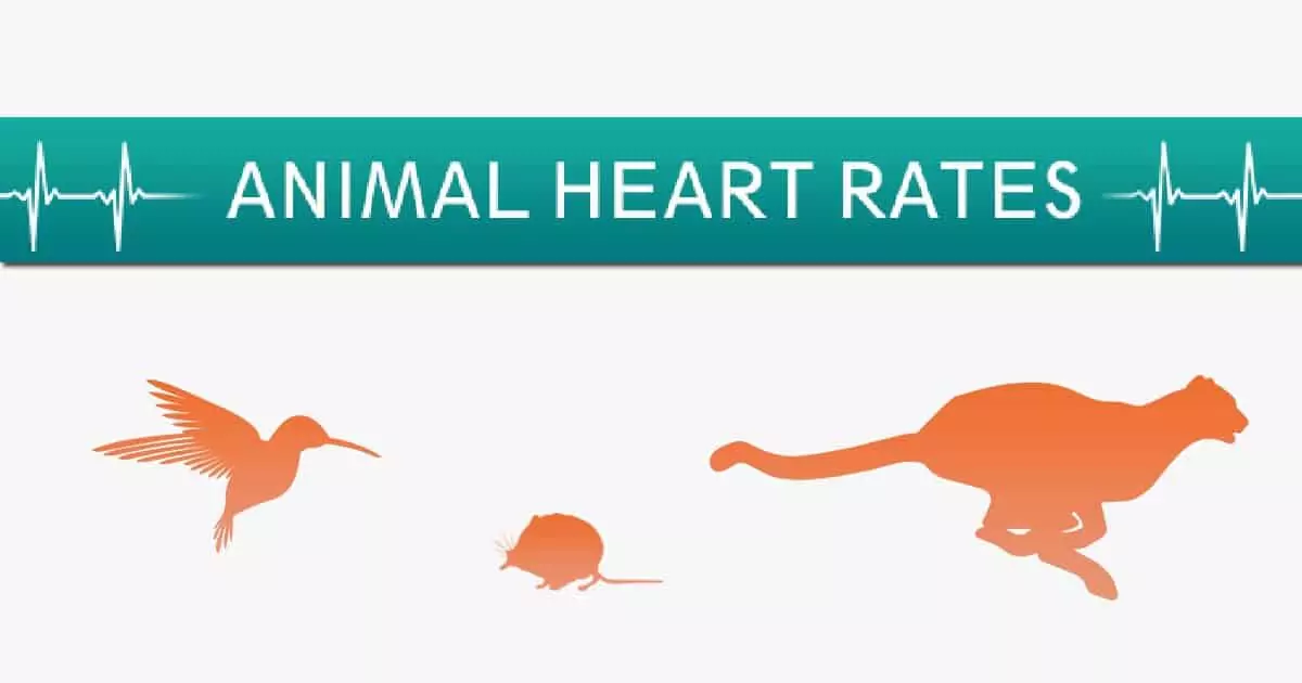 animal heart rates infographic I love veterinary
