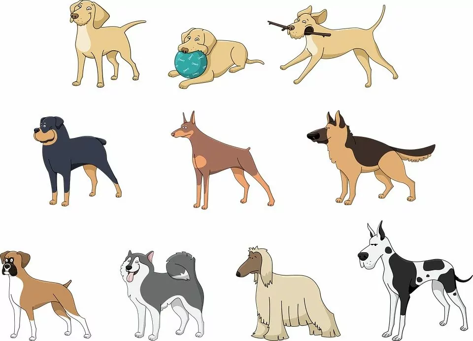 picture of different types of large dog breeds