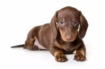 myasthenia gravis in dogs, dachshund 