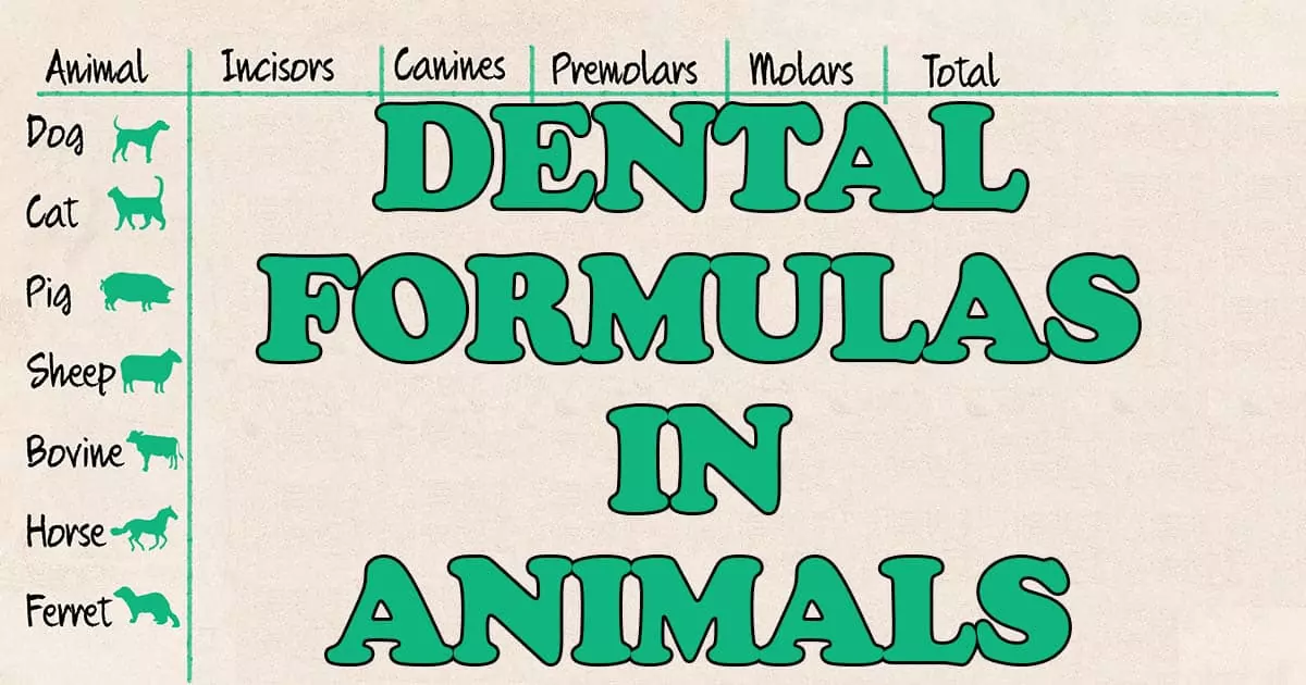Dental Formulas in animals I Love Veterinary - Blog for Veterinarians, Vet Techs, Students