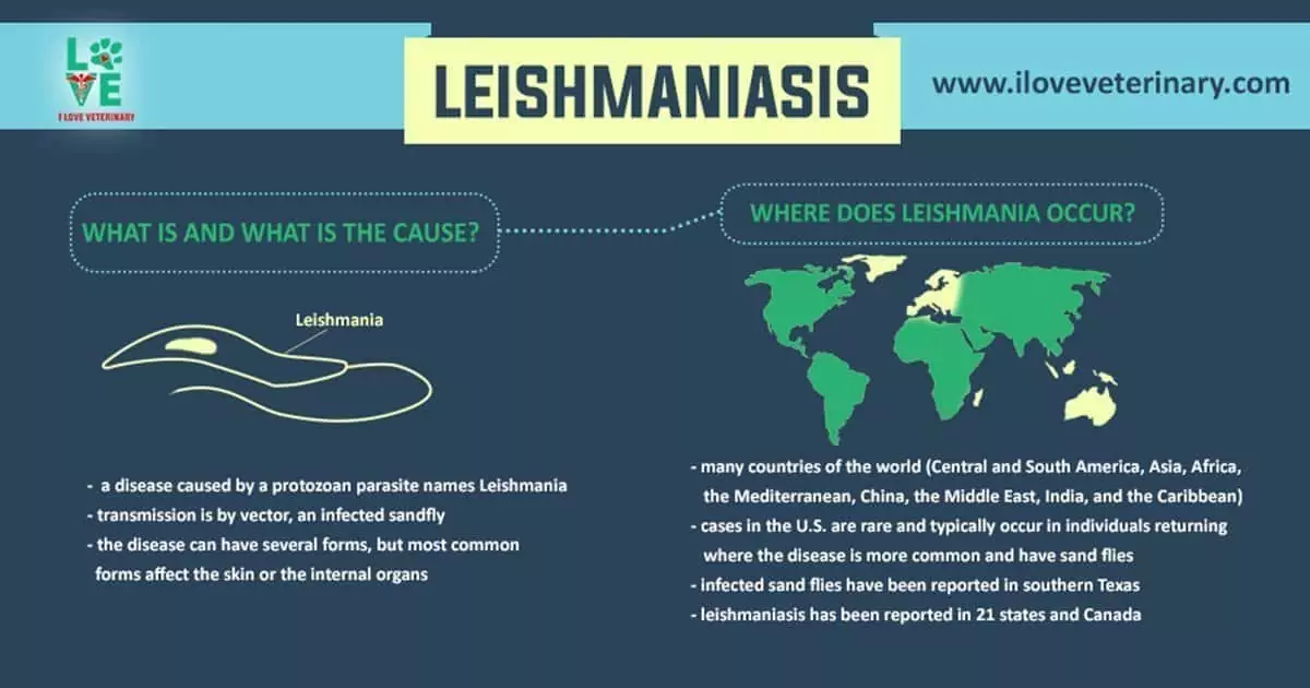 leishmaniasis parasite infographic