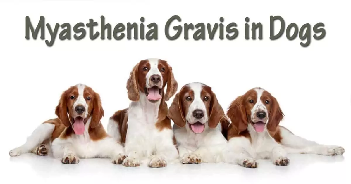 Myasthenia Gravis in dogs, springer spaniels, I Love Veterinary