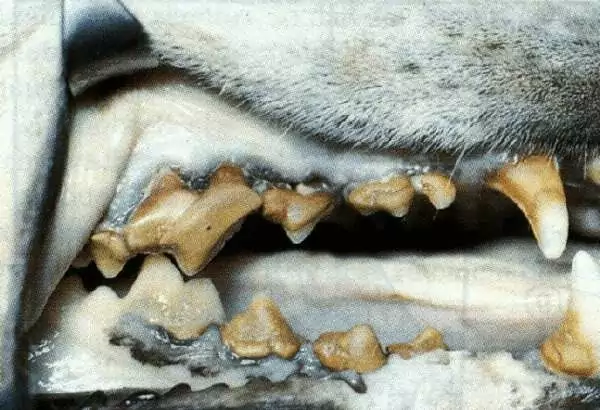 dog with tar tar buildup on teeth