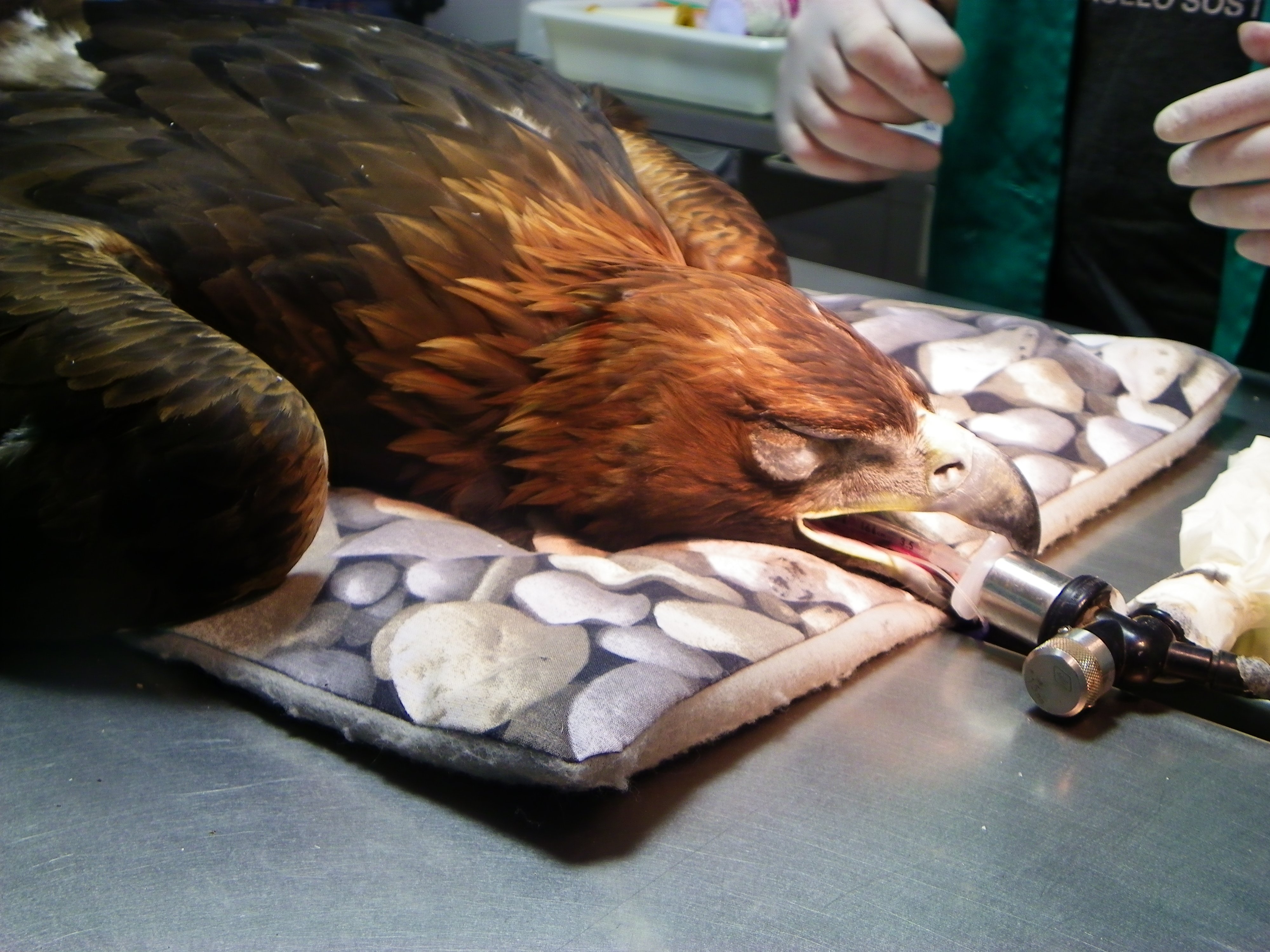 eagle under sedation on the operating table