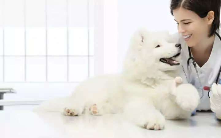 Veterinarian woman with a Samoyed puppy I Love Veterinary 