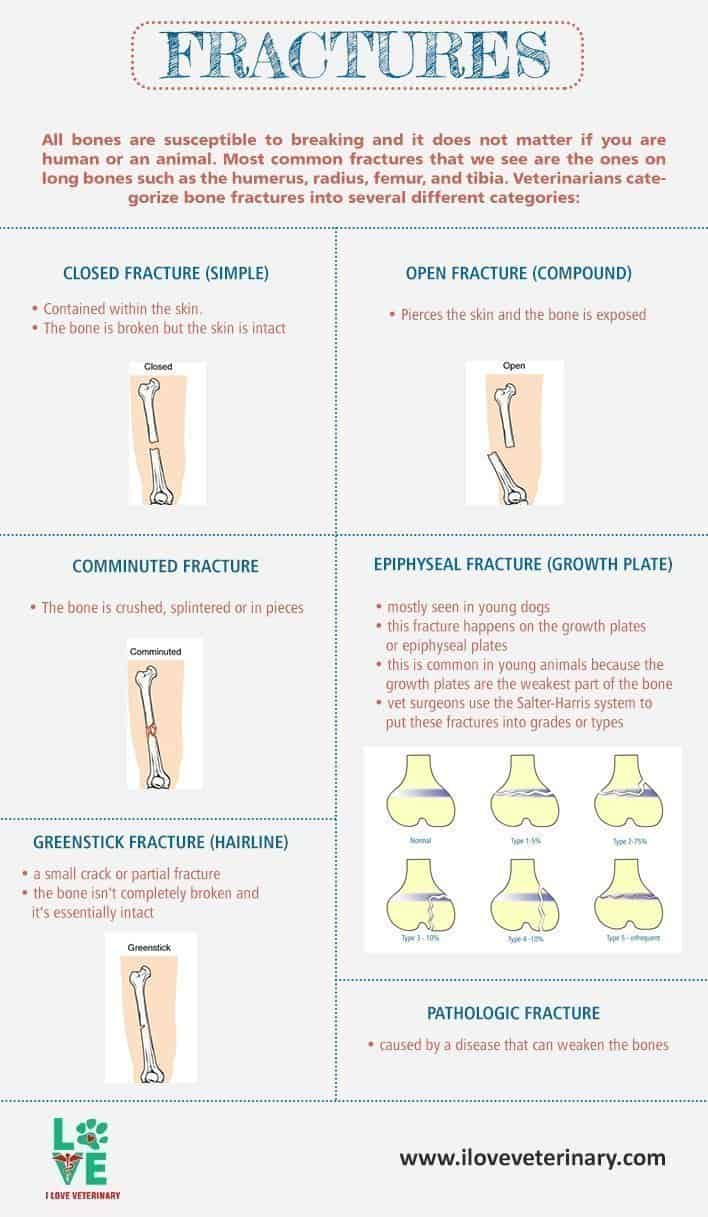 types of bone fractures in animals