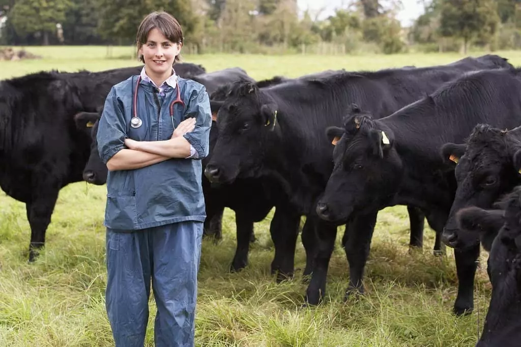 large animal veterinarian with a herd of cows