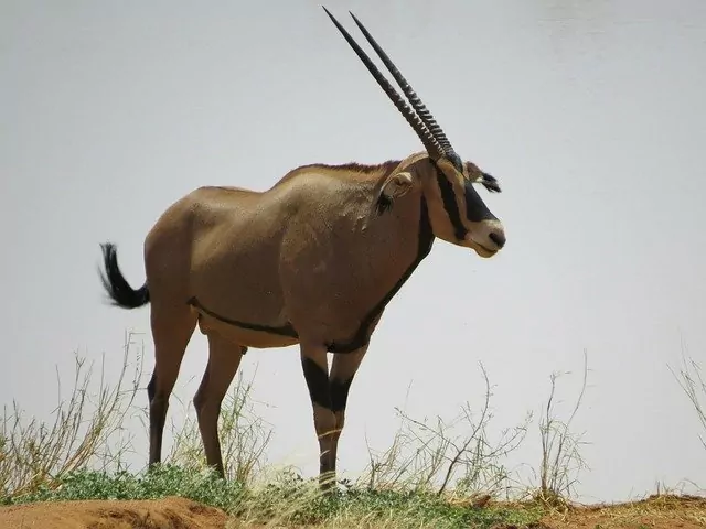 Africa Animal Oryx Nature Safari Wildlife