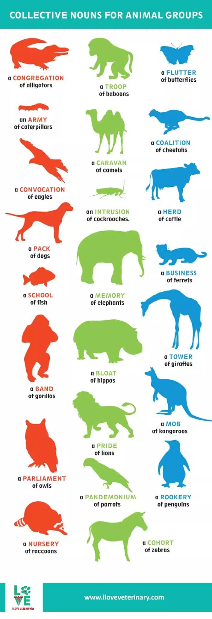 collective nouns for animals infographic