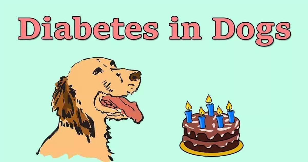 Diabetes in dogs I Love Veterinary - Blog for Veterinarians, Vet Techs, Students