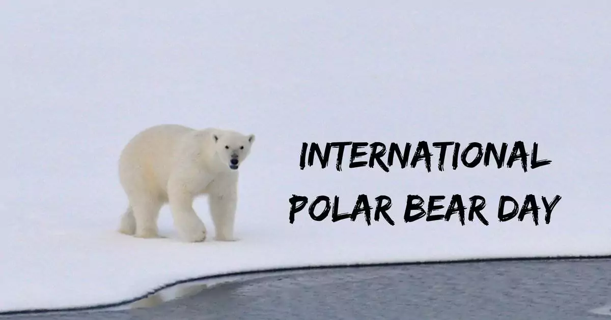 International Polar Bear Day I Love Veterinary - Blog for Veterinarians, Vet Techs, Students