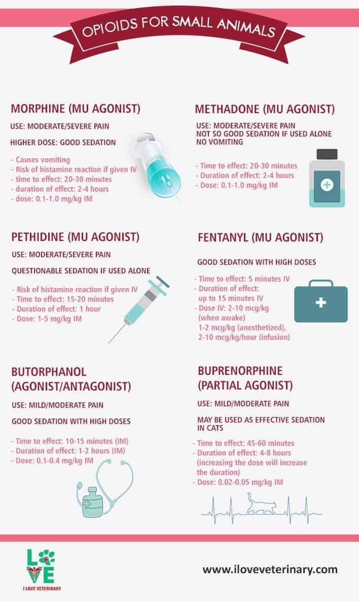 infographic on opioids for small animals