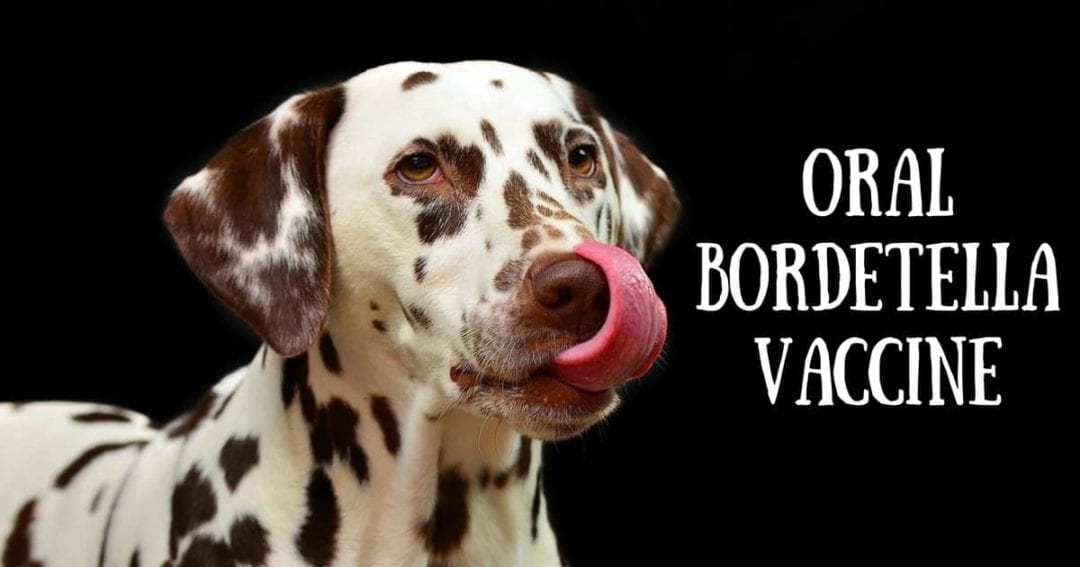 Oral Bordetella Vaccine I Love Veterinary